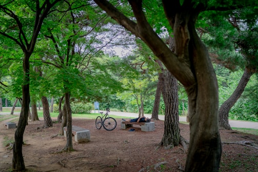black bicycle parked beside green tree during daytime