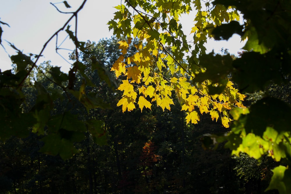 yellow and green maple tree