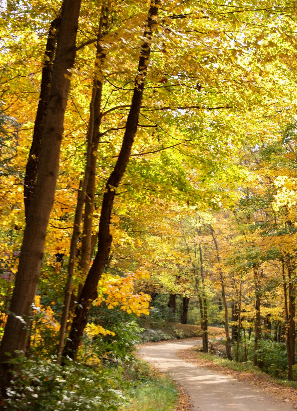 green and yellow trees during daytime