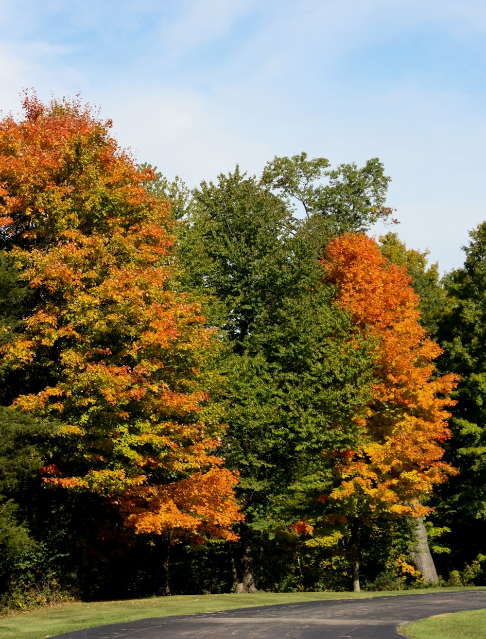 green and brown trees under blue sky during daytime