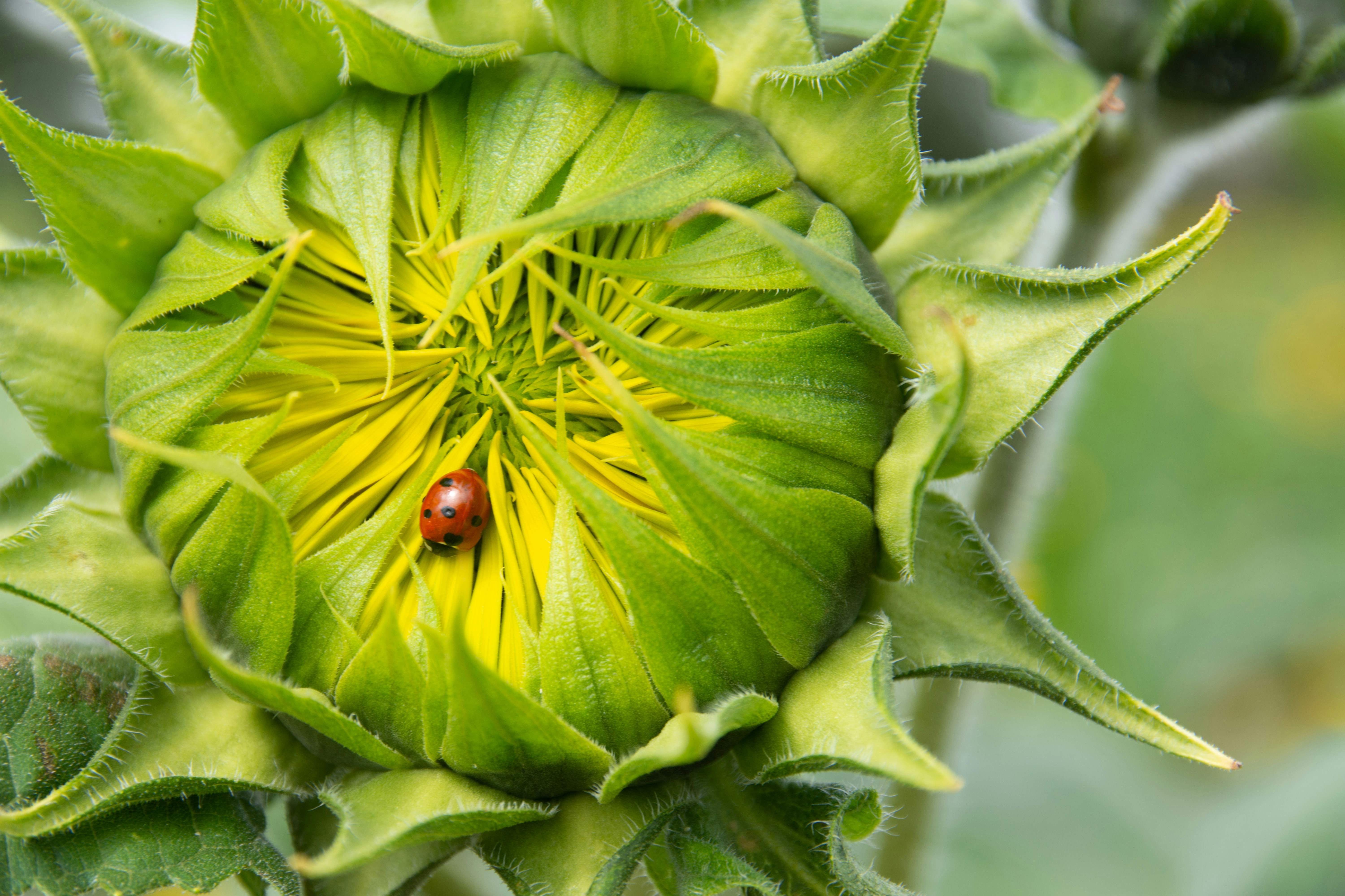 mariquita roja en hoja verde