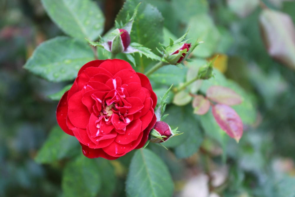 red rose in bloom during daytime