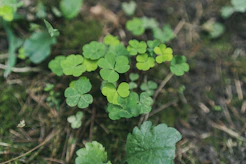 green leaves in tilt shift lens