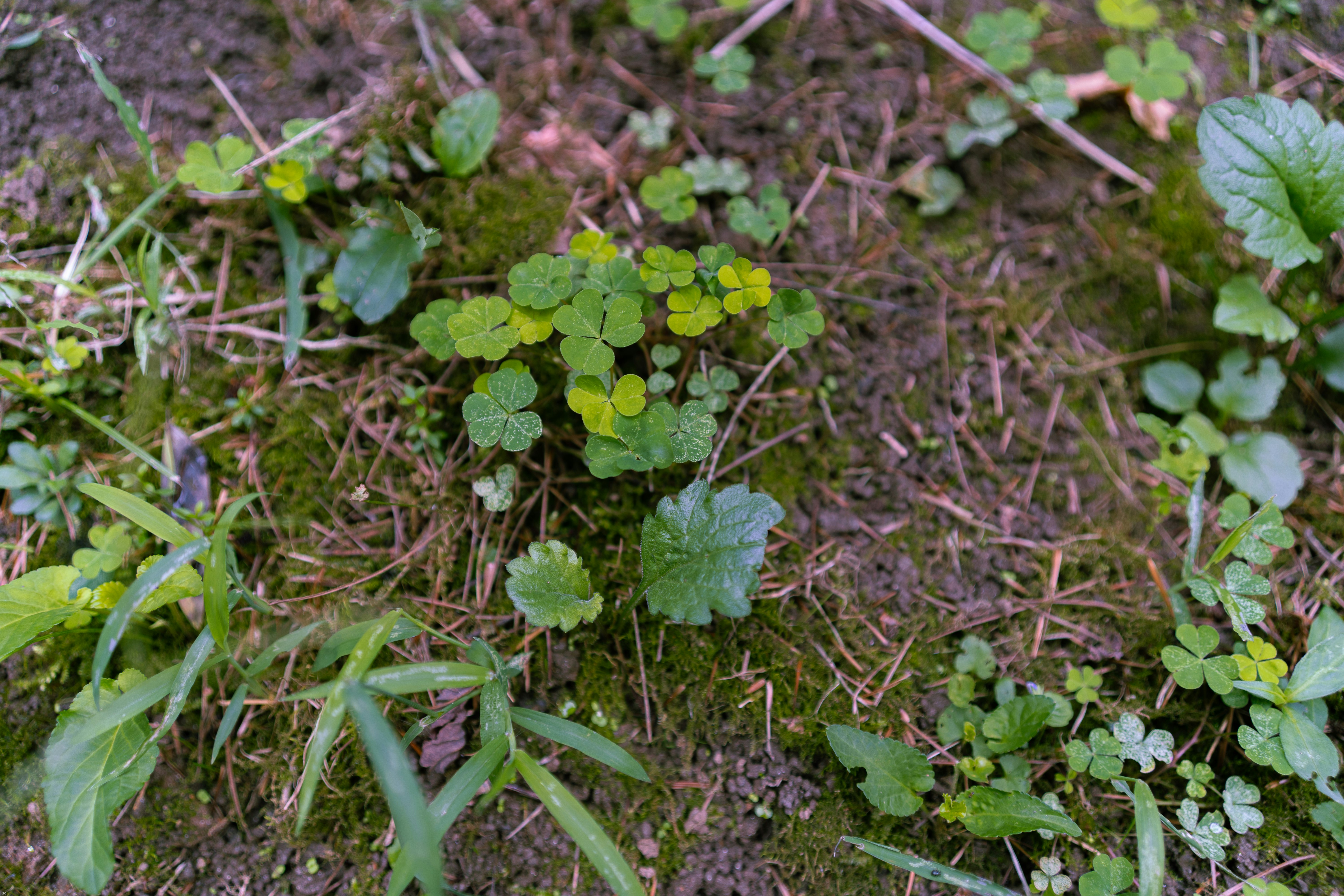 green plant on brown soil