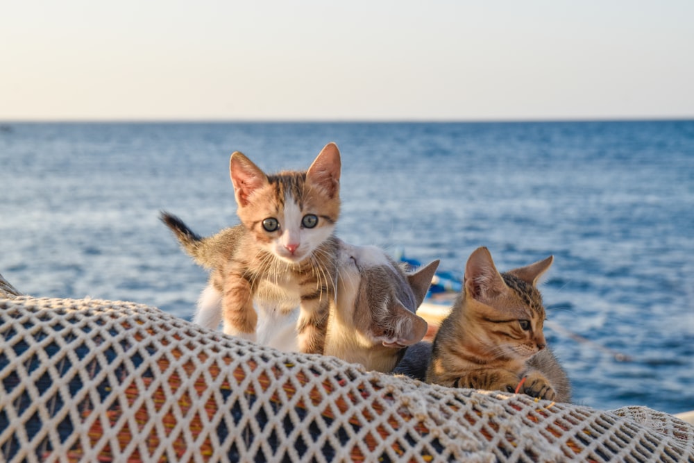 orange tabby cat and brown tabby cat on brown and white textile