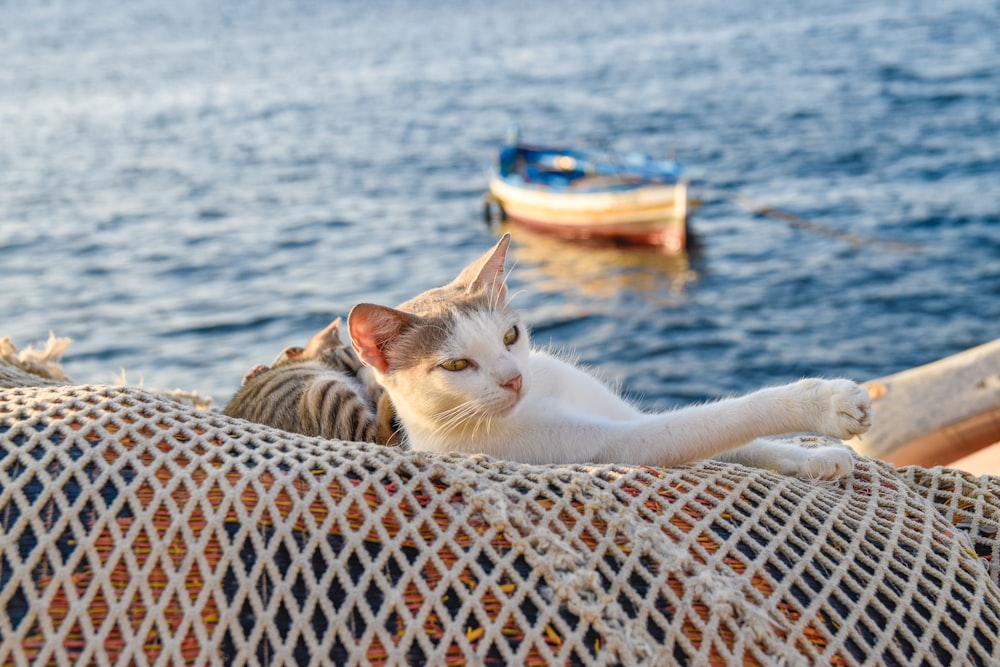 white cat lying on brown and white textile