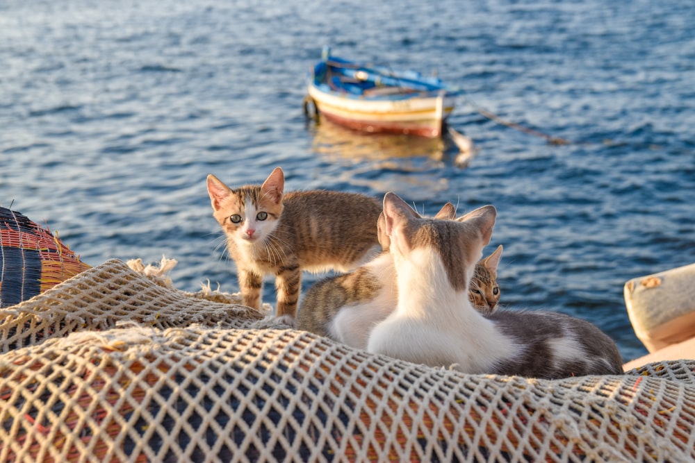 white and brown cat on blue and brown boat on sea during daytime