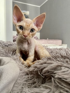 A cheerful cat sitting on a tidy blanket with the hair roller beside it