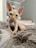 A hairless cat with large ears and expressive eyes sitting on a fluffy textured blanket in a softly lit room. The background shows muted tones with a partial view of some furniture and decor.