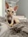 A hairless cat with large ears and expressive eyes sitting on a fluffy textured blanket in a softly lit room. The background shows muted tones with a partial view of some furniture and decor.