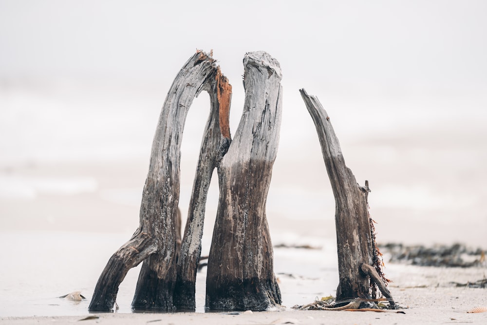 brown wood log on white sand during daytime