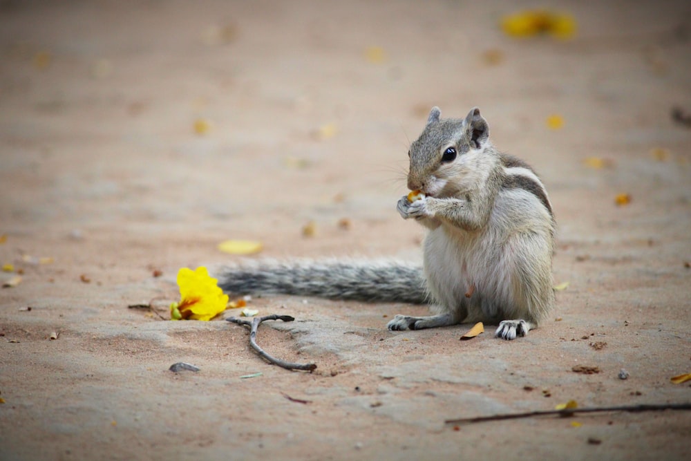 brown squirrel on brown ground during daytime