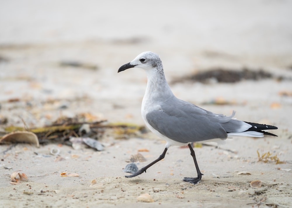 white and gray bird on gray sand during daytime