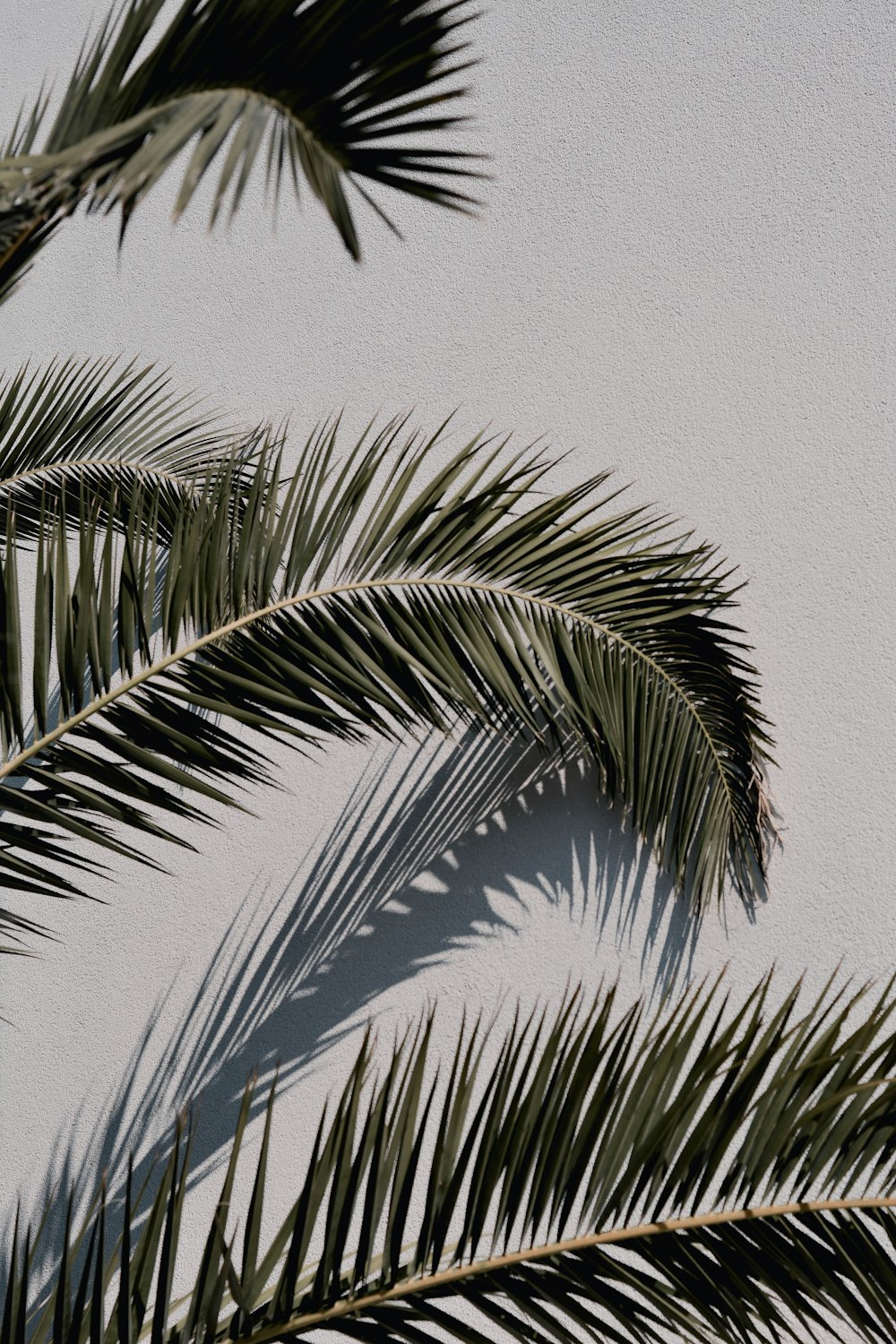 green palm tree under blue sky during daytime