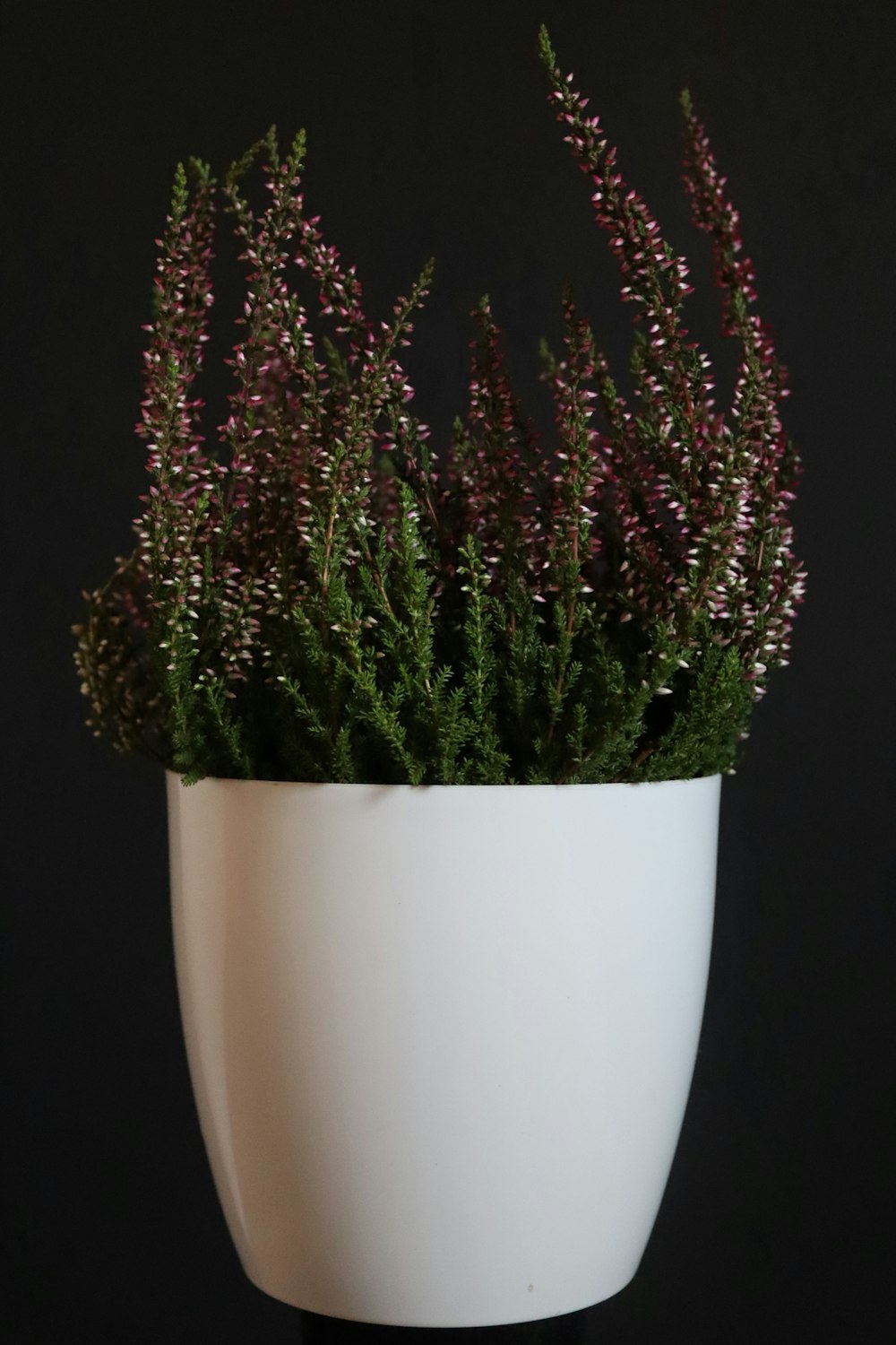 green and brown plant on white ceramic pot