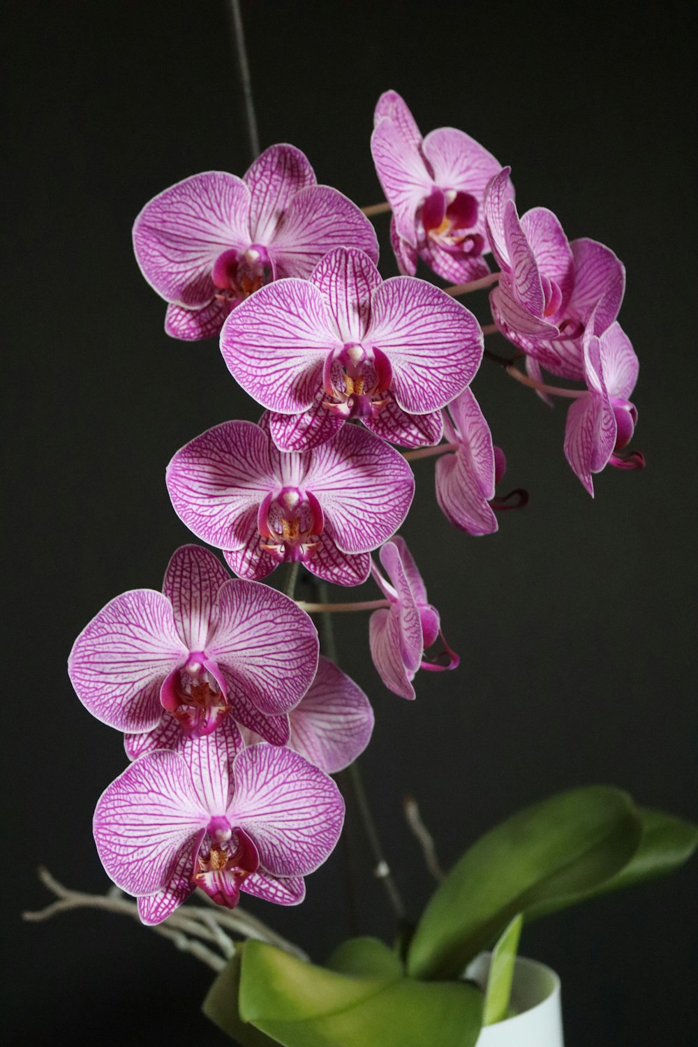 purple and white moth orchids in bloom