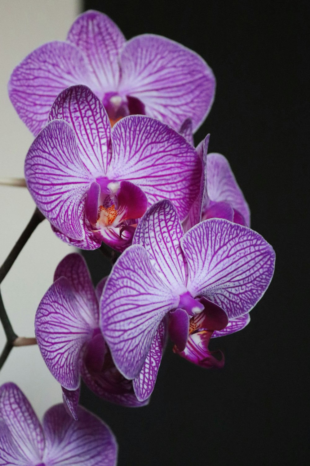 purple moth orchids in bloom close up photo