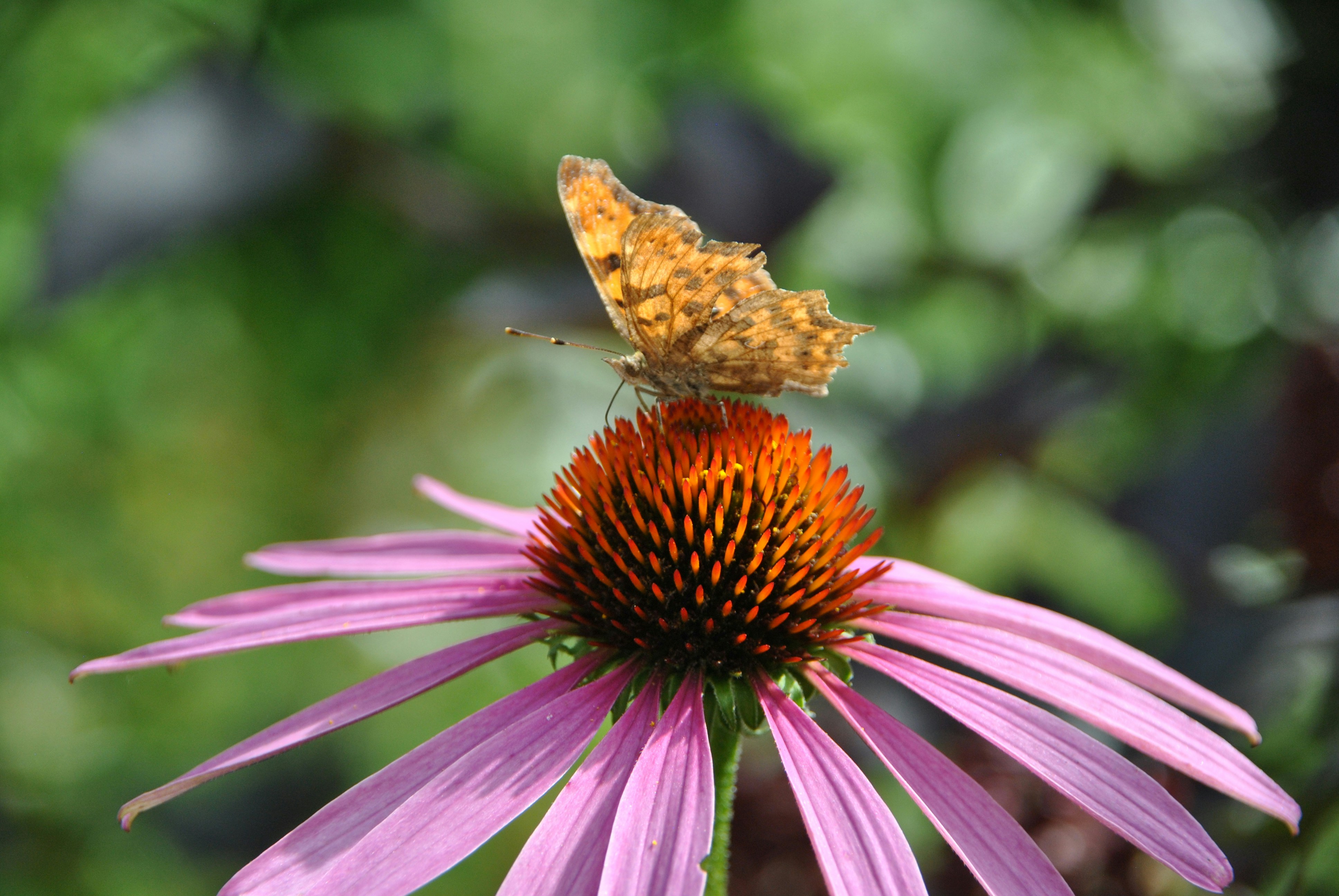 Photo by theodor_jacob