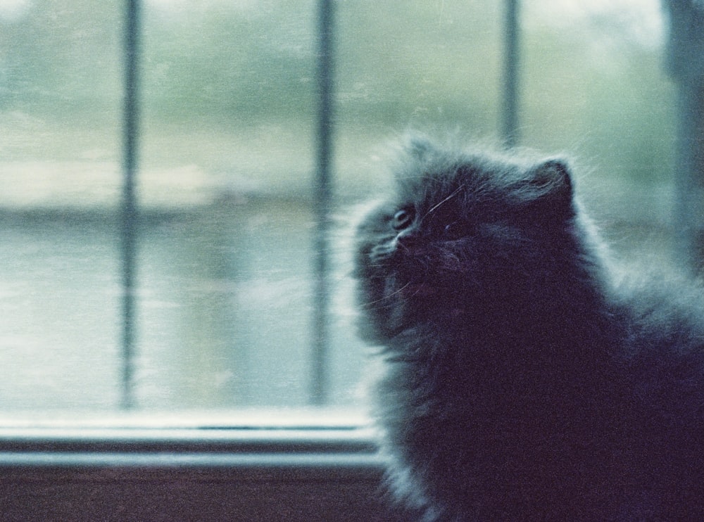 black long fur cat on window