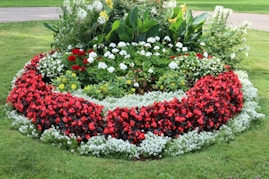 red and white flower garden