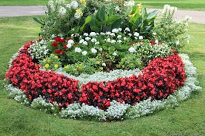 red and white flower garden