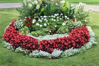 red and white flower garden