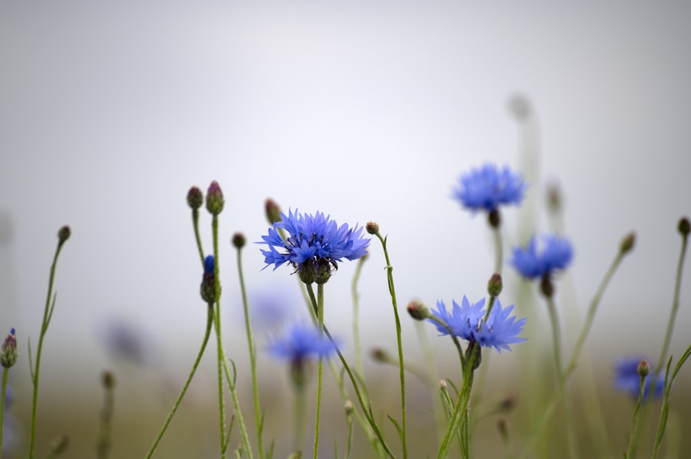 Flores azules en lente de cambio de inclinación