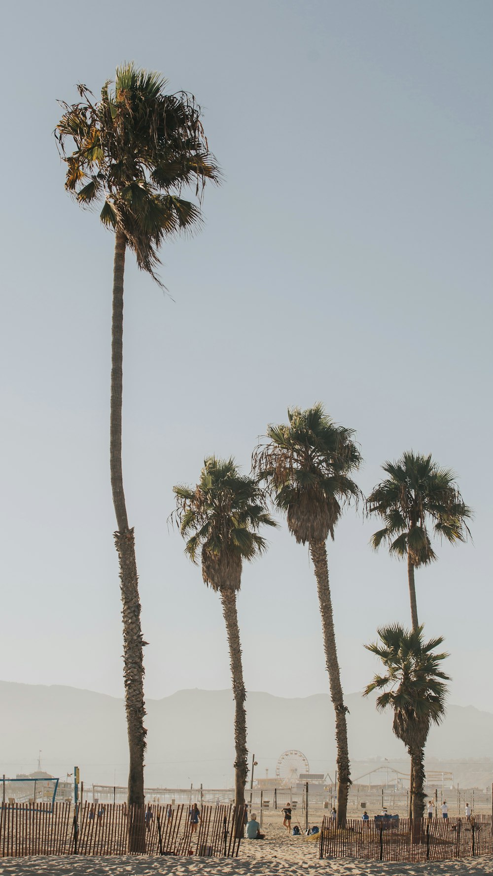 green palm tree under white sky during daytime