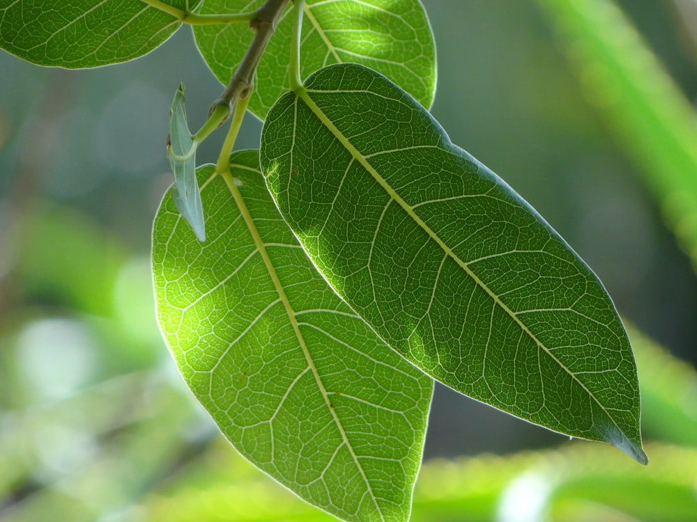 green leaf in macro lens