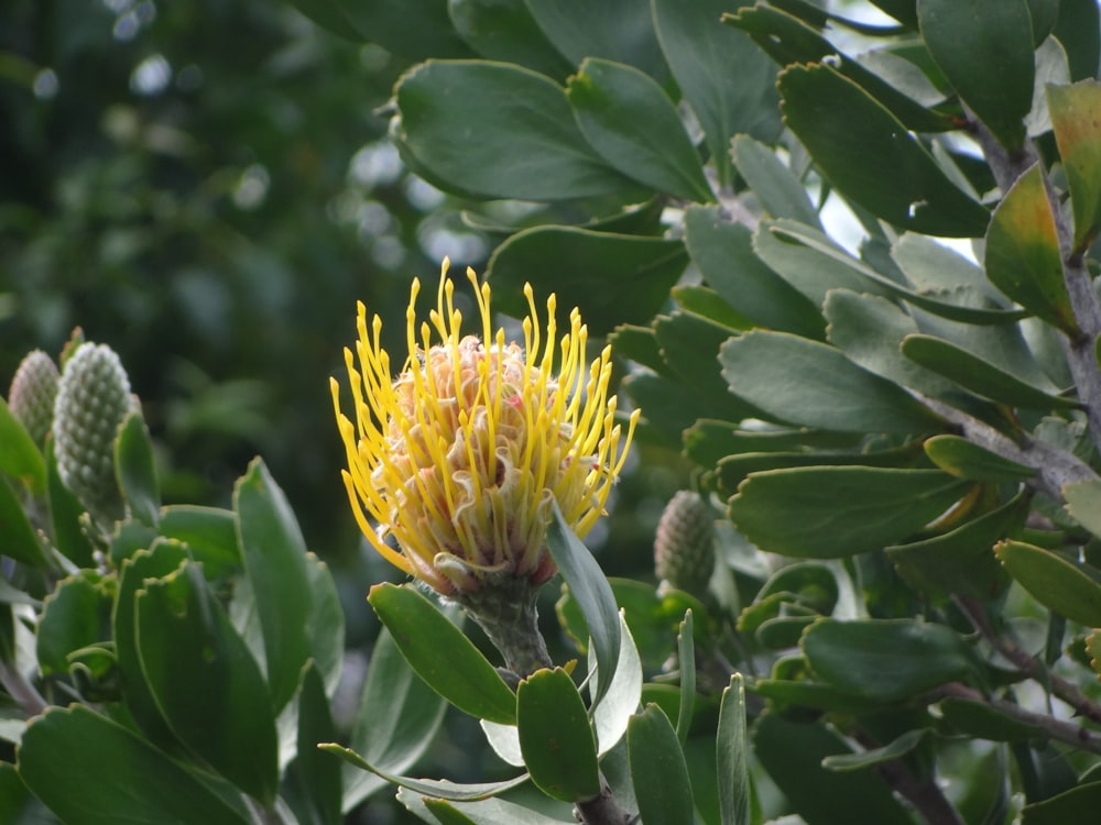 yellow flower in tilt shift lens