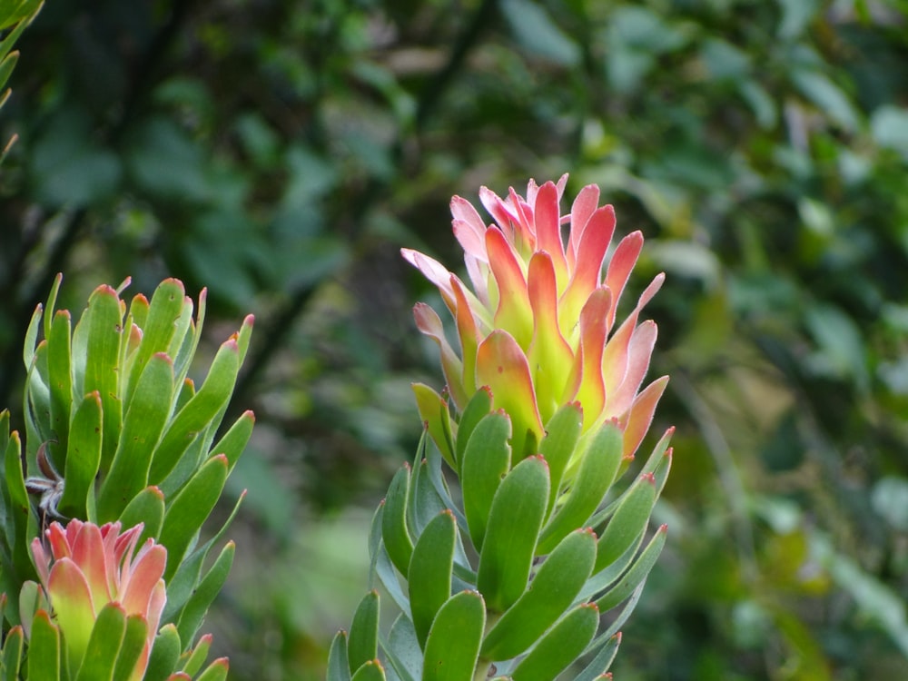 pink and yellow flower in tilt shift lens