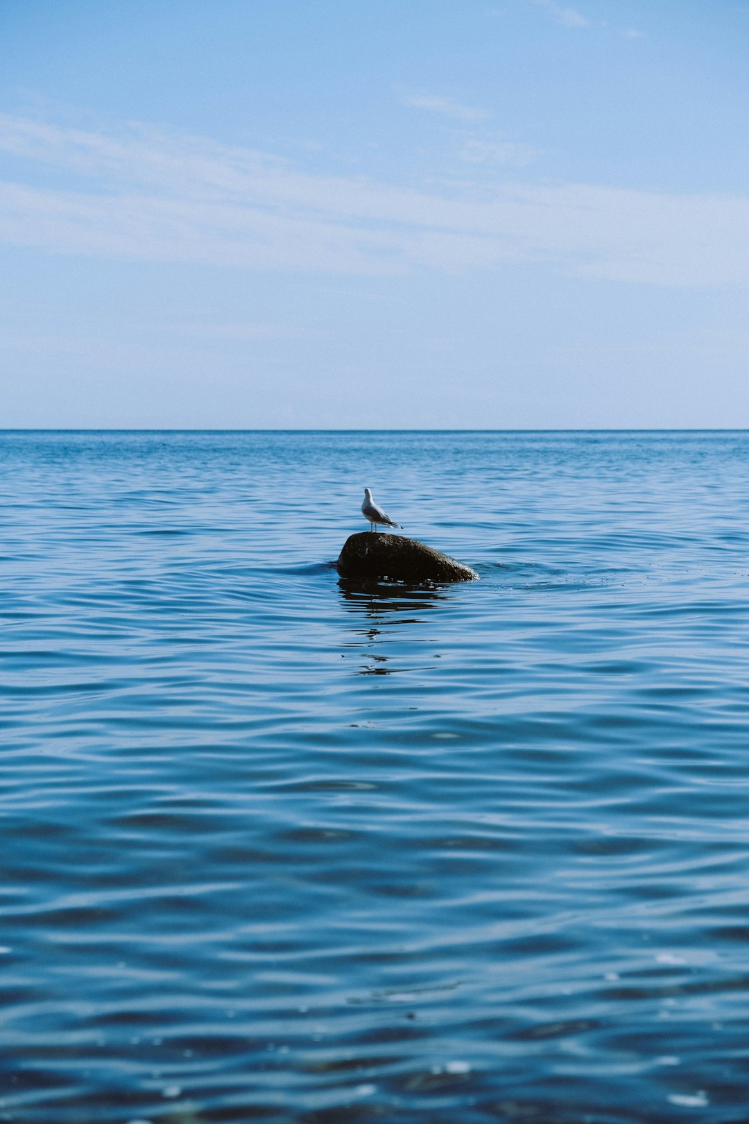 black duck on body of water during daytime