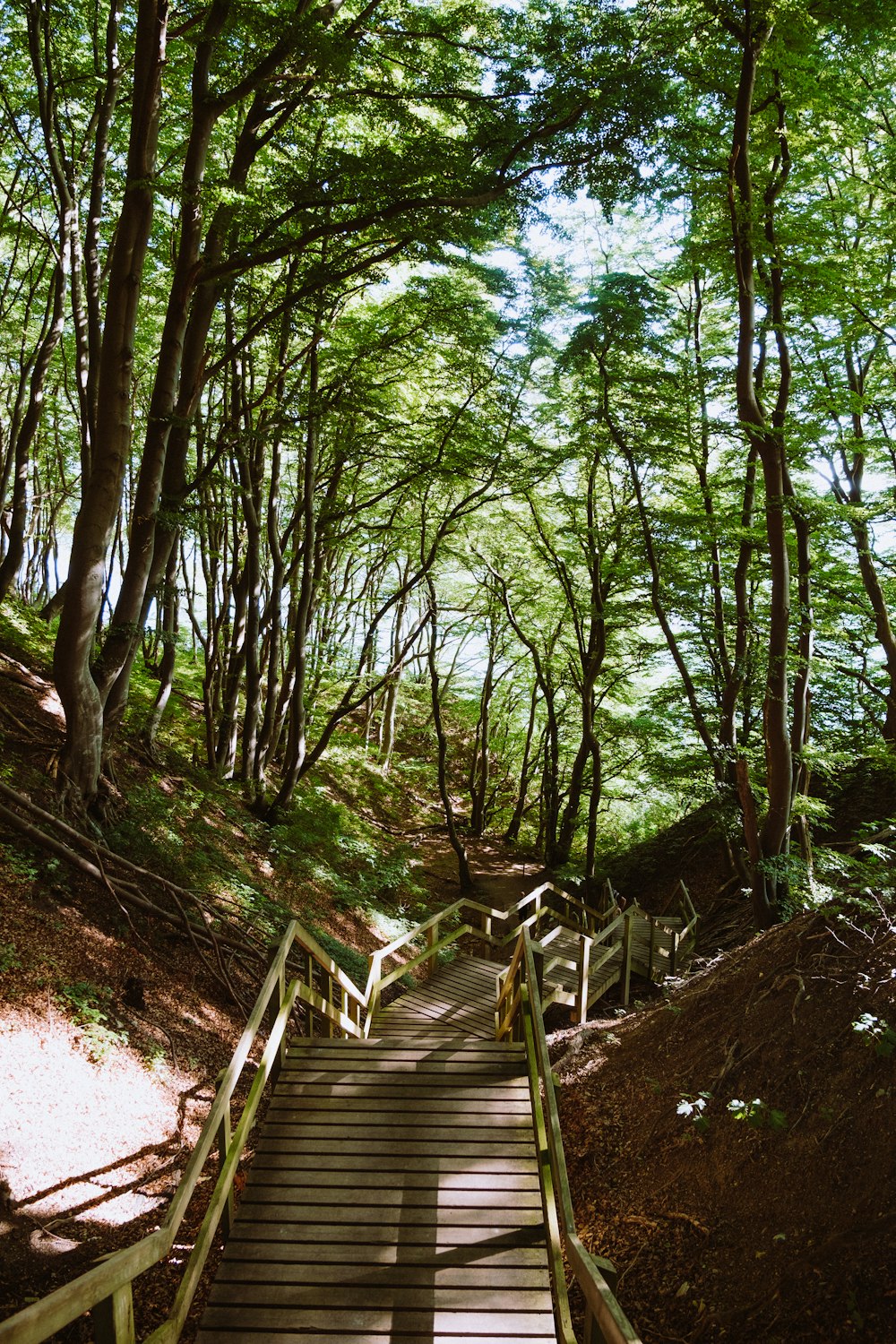 brown wooden pathway in between green trees during daytime