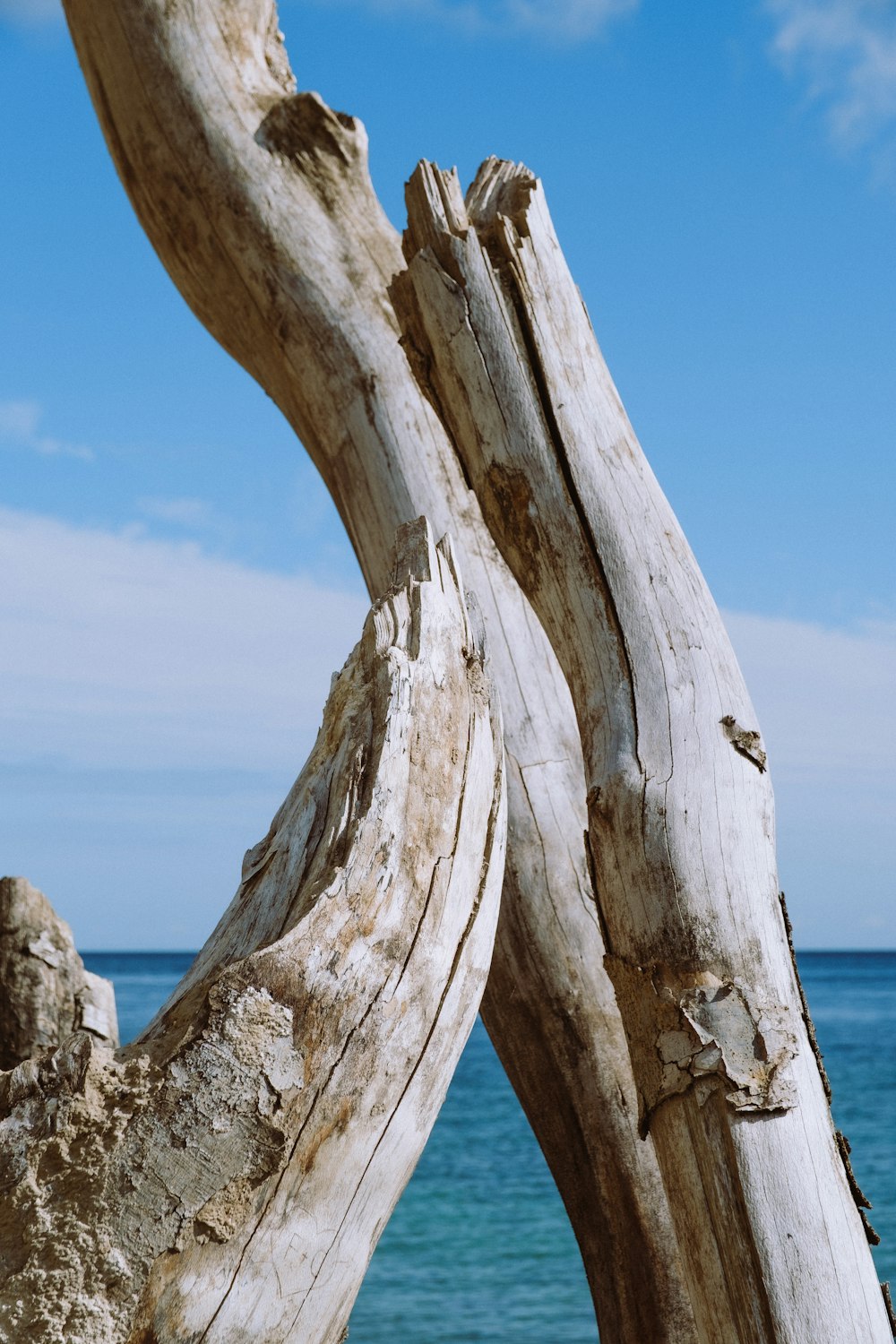 tronco di legno marrone sulla spiaggia durante il giorno