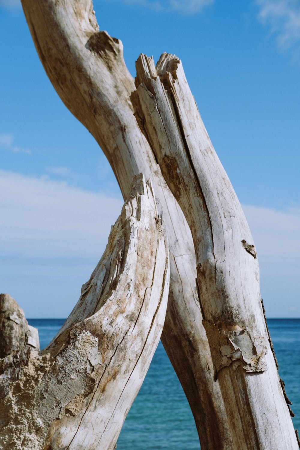 brown wood log on beach during daytime