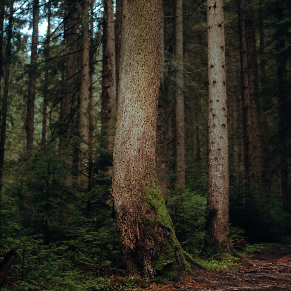 brown trees in forest during daytime