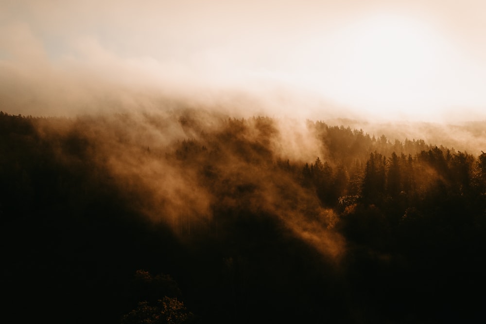 Grüne Bäume mit Nebel bedeckt