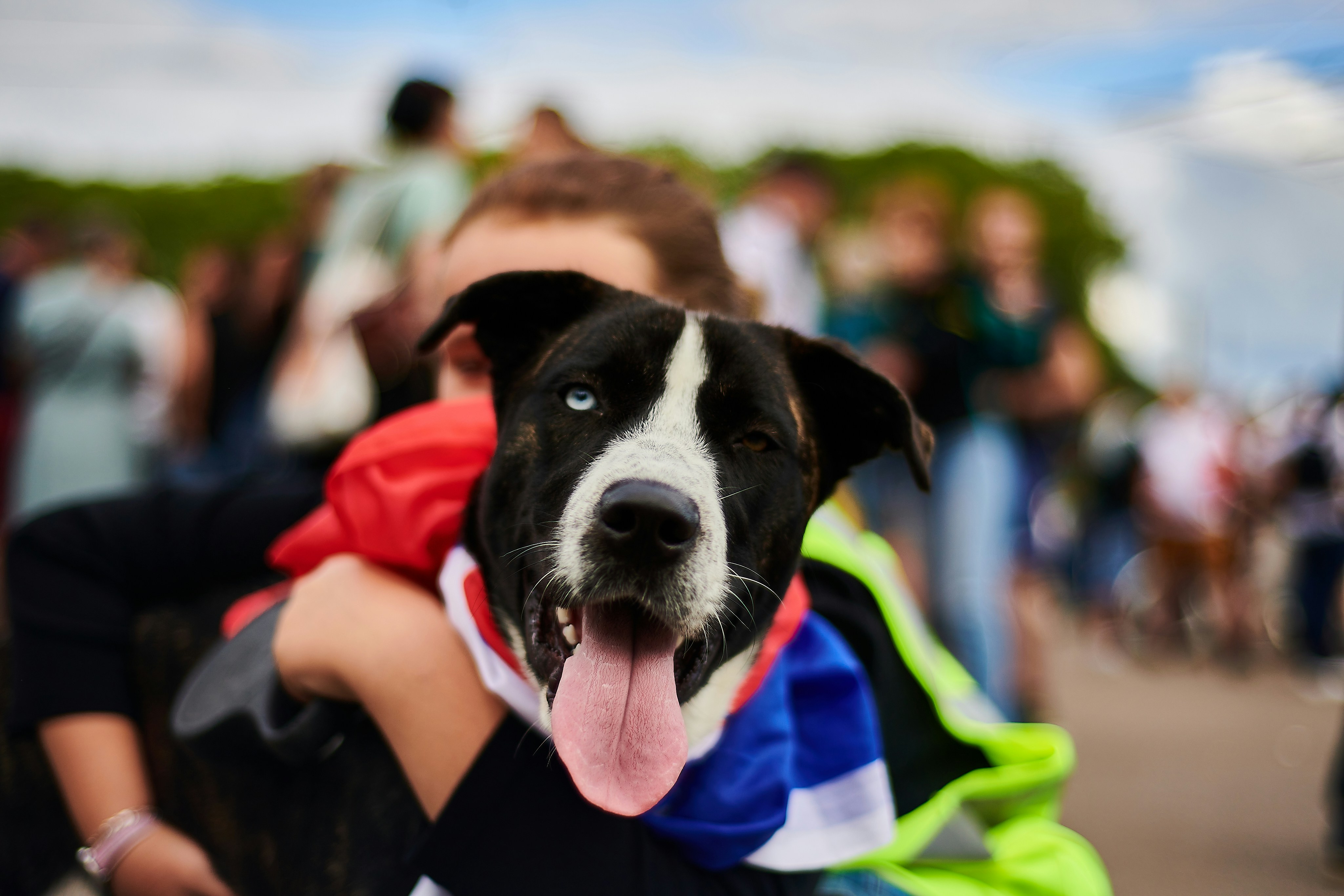 black and white short coated dog