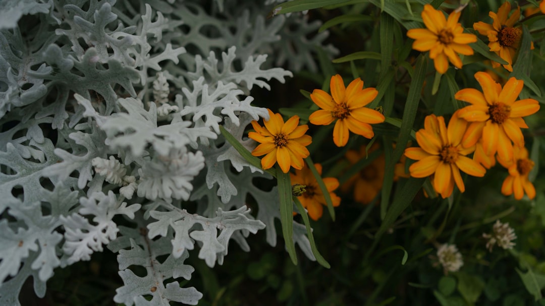white and orange flowers with green leaves