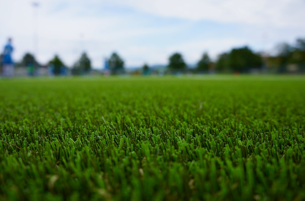 Champ d’herbe verte pendant la journée