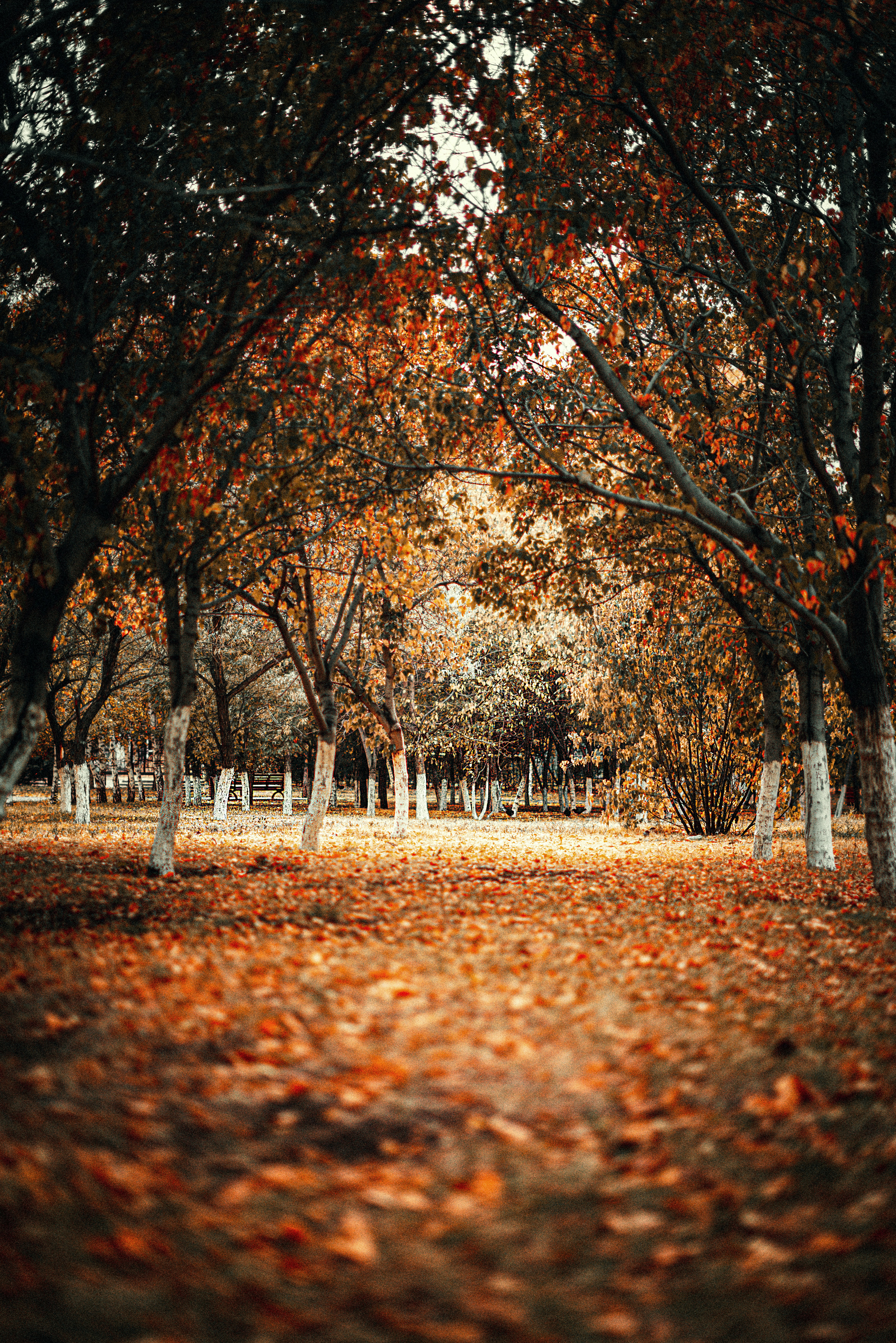 Portrait Photography Backgrounds Hd