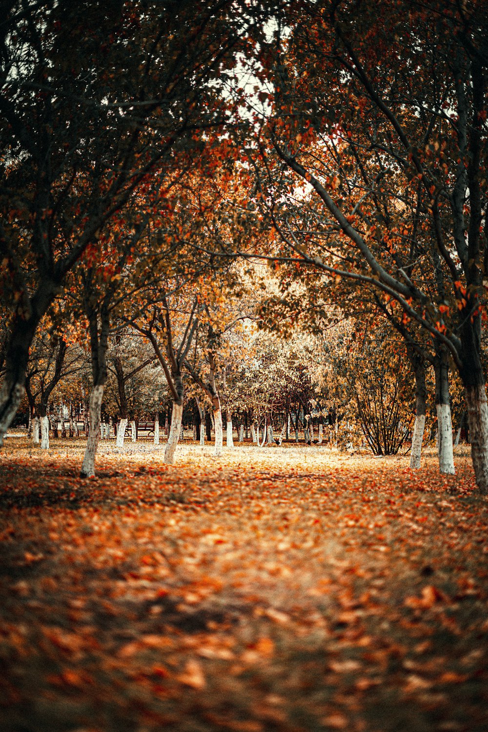 brown trees on brown field during daytime