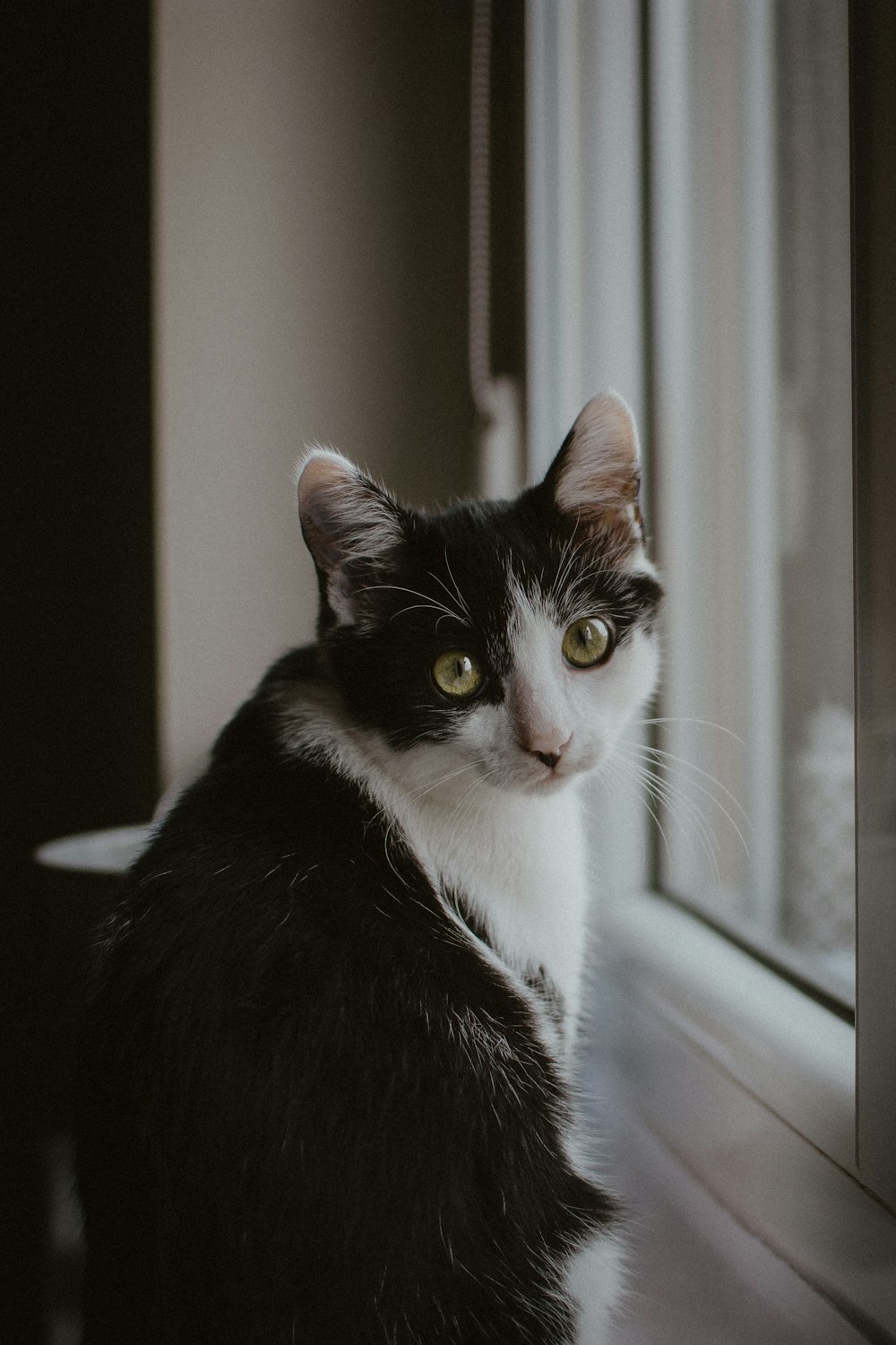 Schwarz-weiße Katze am Fenster