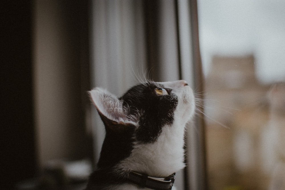 black and white cat with black collar