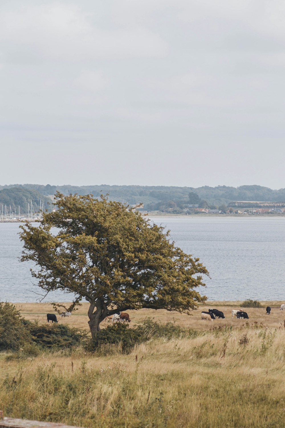 cows grazing in a field next to a large body of water