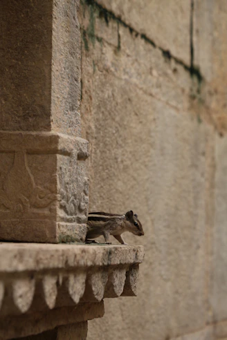 brown bird on brown concrete wall during daytime