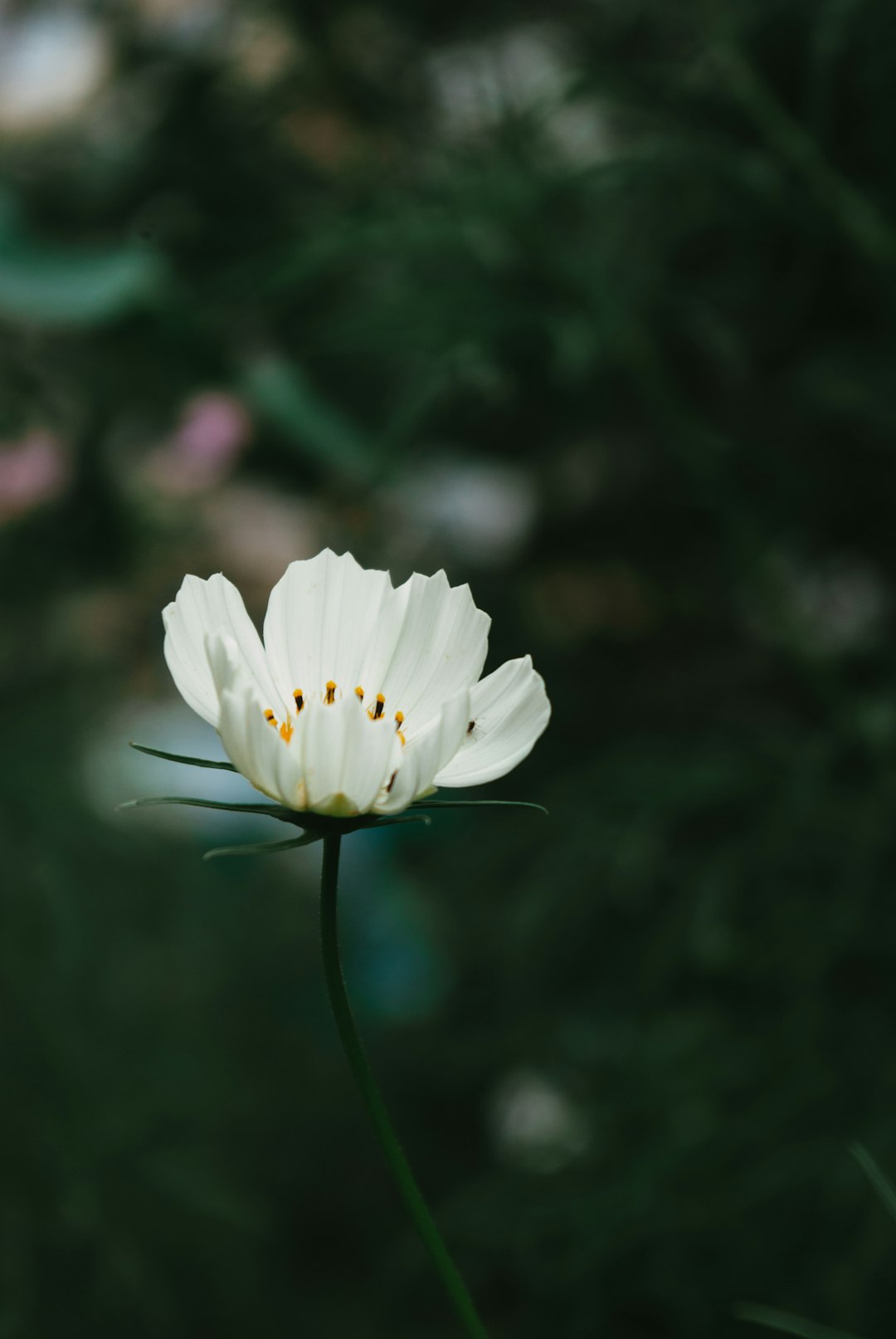 white flower in tilt shift lens