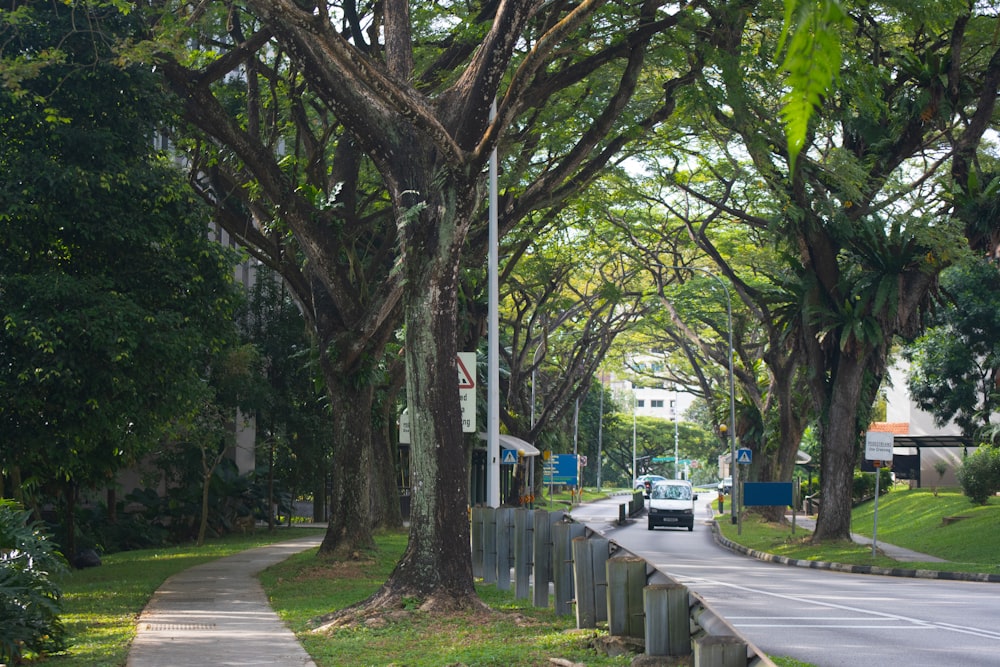 green trees on sidewalk during daytime