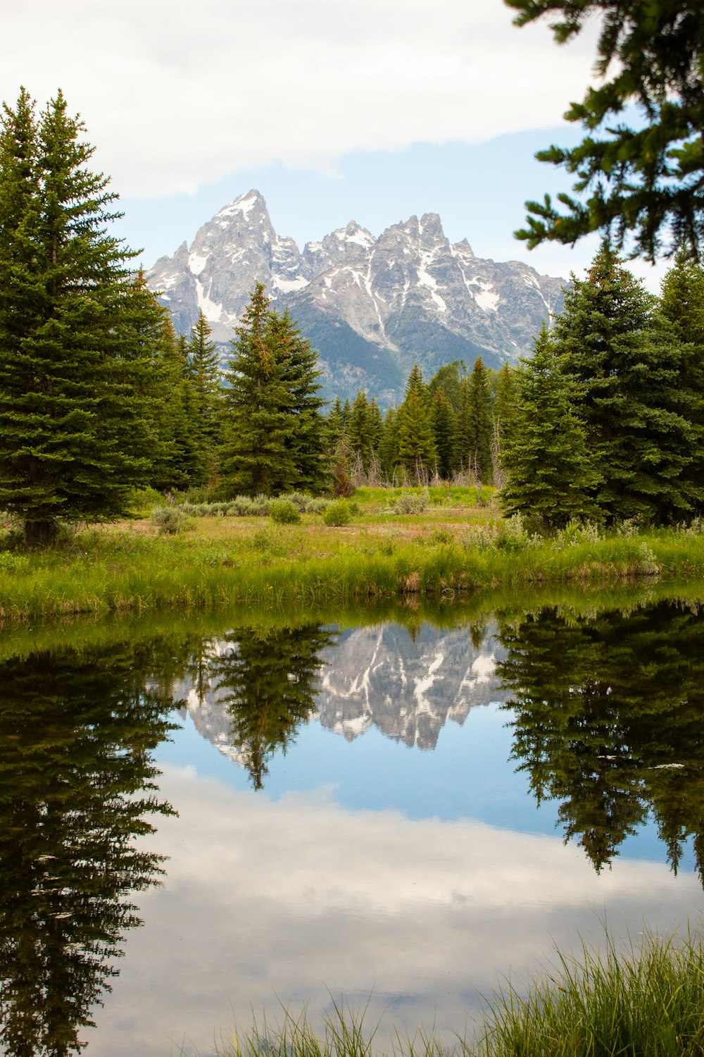 green trees near lake under blue sky during daytime