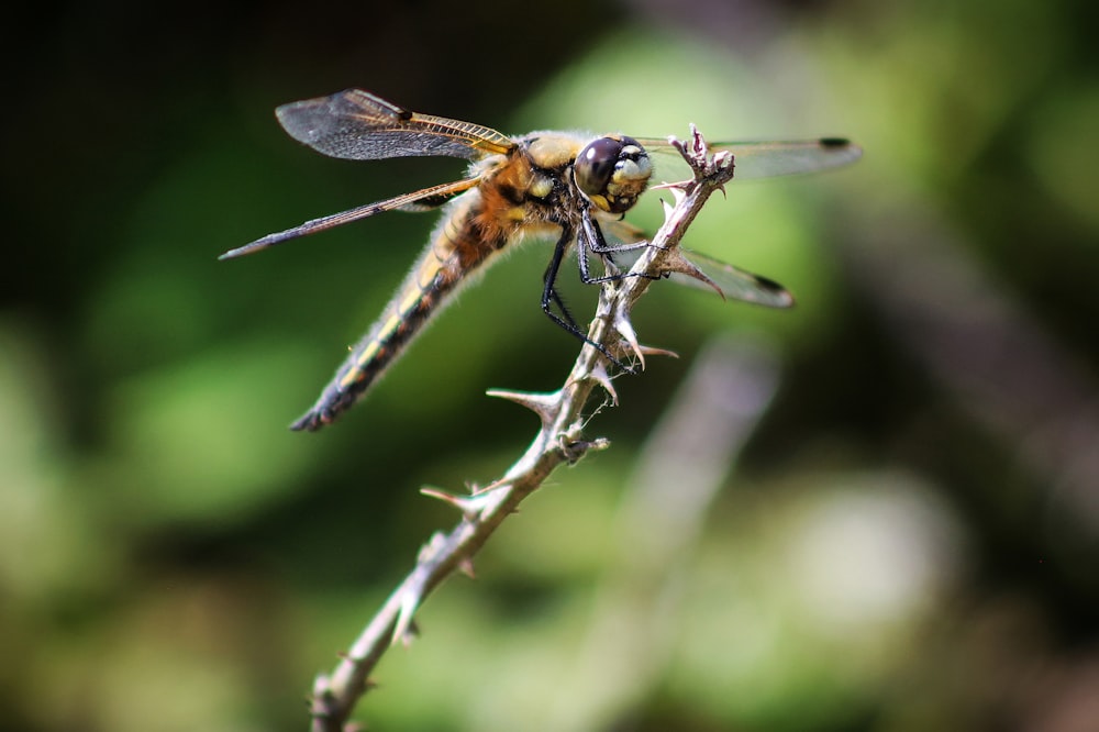 yellow and black dragonfly on brown stem in tilt shift lens